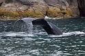 086 Seward, Kenai Fjords NP, Walvis